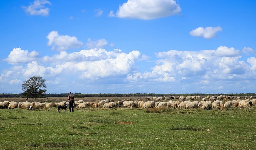 Troupeau de moutons de la lande de Dwingelderveld par Wildlife Designs