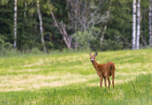 Ree in Zweden