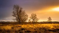 After the rain on the Balloërveld