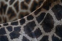 The coat of a giraffe in the lead role