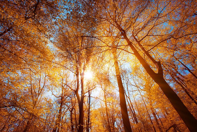 Spring Forest by Bo Valentino