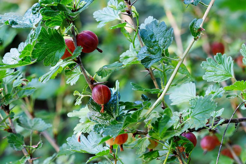 Stachelbeeren mit Busch von de-nue-pic