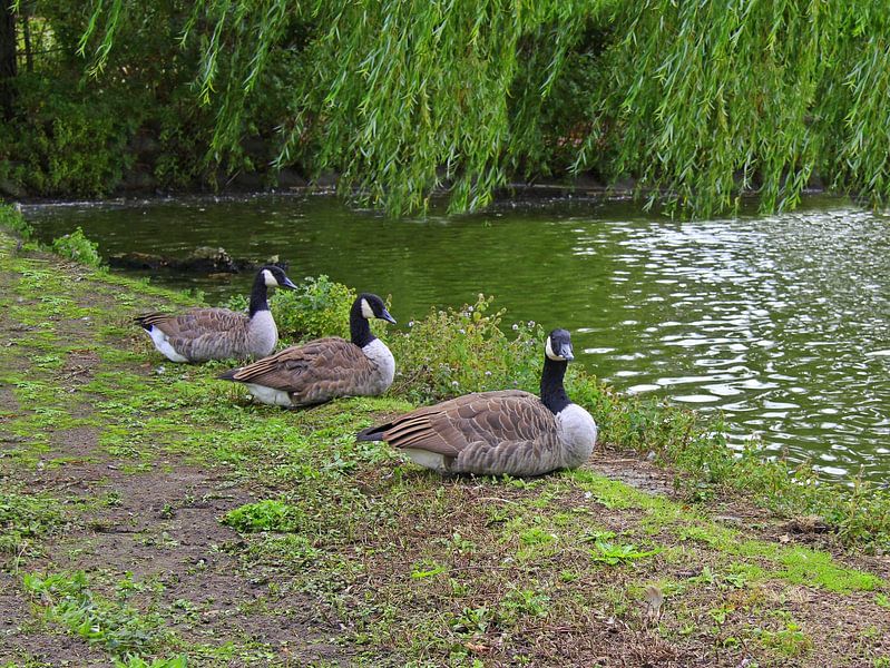 Geese. by Jose Lok