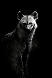 Hyäne von Poster Art Shop