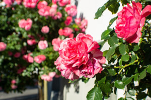 Rose Rosarium Uetersen