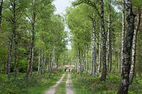 Veluwe, firebreak with birches