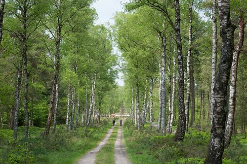 Veluwe, Feuerschneise mit Birken