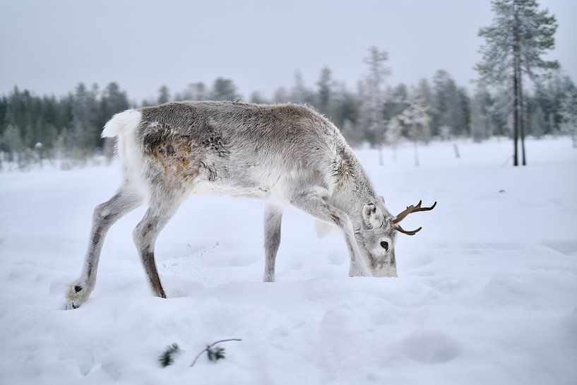 Lapland by David Blok
