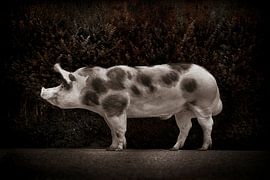 Piedra pig by Kurt Schraepen