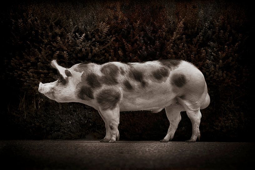 Piedra-Schwein von Kurt Schraepen