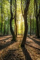 Dancing trees in the sun in the Speulderbos in the Netherlands