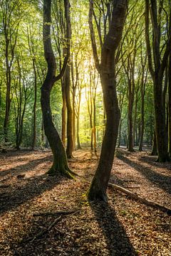 Dansende bomen in de zon in het Speulderbos in Nederland van Bart Ros