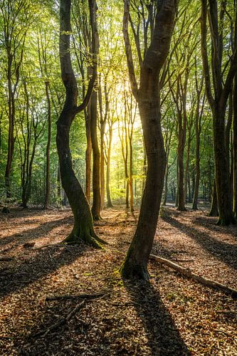 Dancing trees in the sun in the Speulderbos in the Netherlands