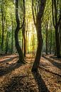 Dansende bomen in de zon in het Speulderbos in Nederland van Bart Ros thumbnail