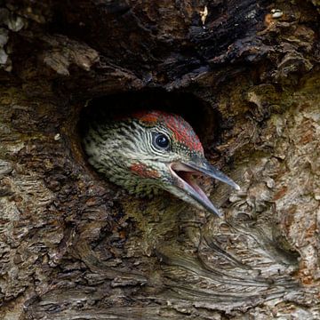 young begging for food... Green Woodpecker *Picus viridis* van wunderbare Erde