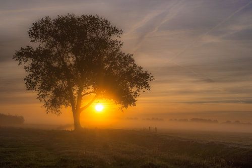 Zonsopkomst bij boom