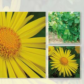 Flower yellow 2 by Irene Polak