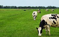 Grazende koeien in het weiland van het Groene Hart