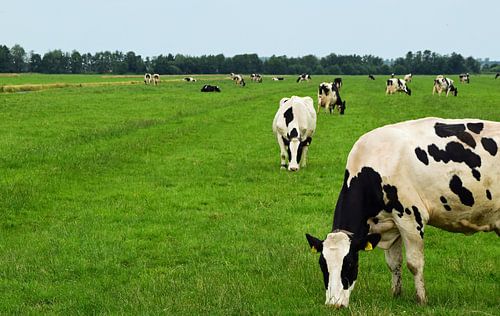Vaches en train de brouter dans les prairies du Cœur vert