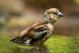 Kernbeisser von Ingrid Ronde