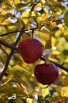 Appels in de herfst van Claude Laprise