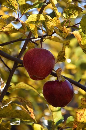Appels in de herfst