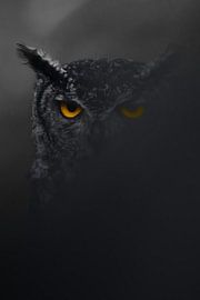 African eagle owl artistic by Bouke Willems