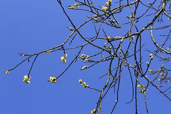 Tree branches with buds