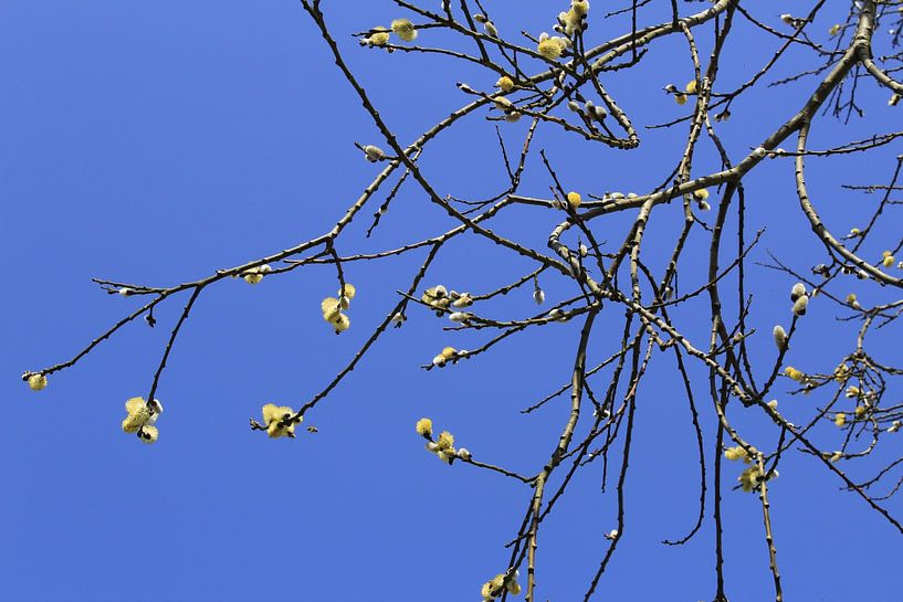 Tree branches with buds by FrauSchultz