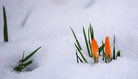 Krokus im Schnee von Evelien