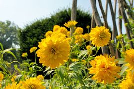 flowers by Twan van G.