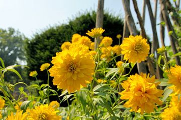 Bloemen van Twan van G.