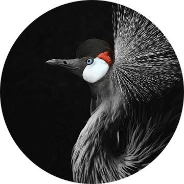 Zwartkroonkraanvogel van Monika Strigel