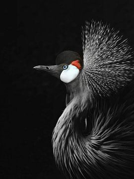 Zwartkroonkraanvogel van Monika Strigel