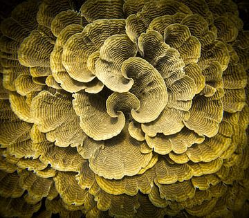 Beautiful coral @ Raja Ampat, Indonesia van Travel Tips and Stories