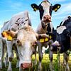 Des vaches curieuses dans les pâturages sur Tanja Riedel