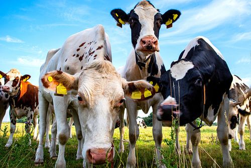 Neugierige Kühe auf der Weide