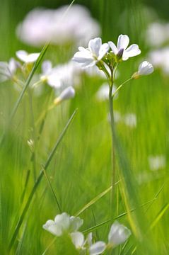 dansende bloemen in de lente von Bianca Dekkers-van Uden