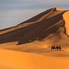 Kamel Karawane in der Sahara  bei Merzouga, Marokko von Peter Schickert