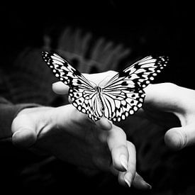 Touch of a Butterfly by Anna Moon