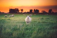 Les moutons dans la lumière par Thomas Bartelds Aperçu