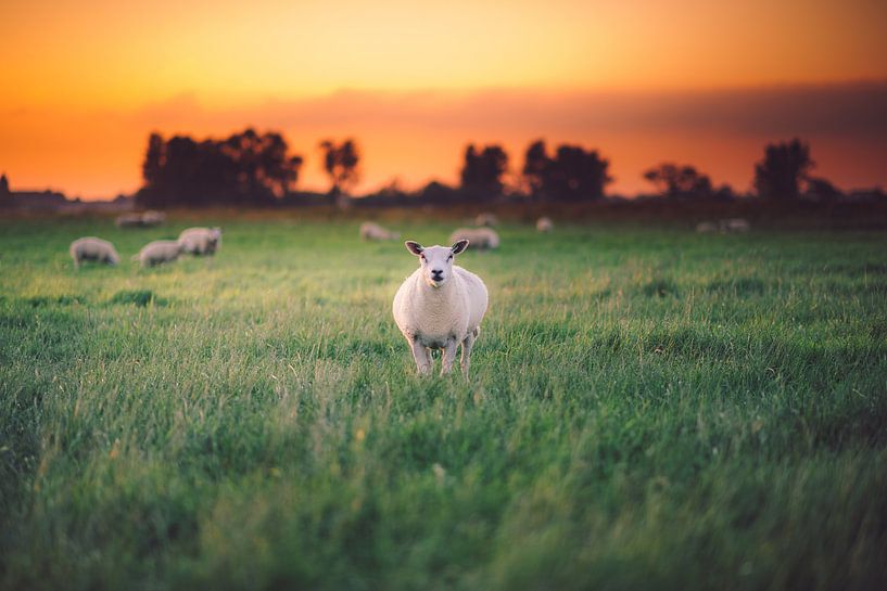 Les moutons dans la lumière par Thomas Bartelds