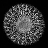 Cactus monochroom