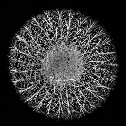 Cactus monochrome