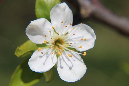 Close-up pruimenbloesem