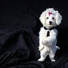 Chien blanc sur ses pattes arrière fond noir sur Maud De Vries