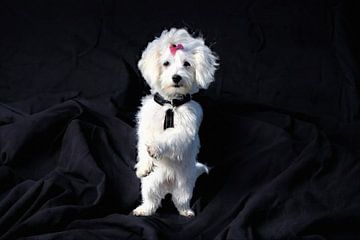 White dog on hind legs black background by Maud De Vries