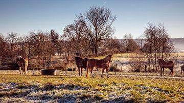 Paarden van Rob Boon