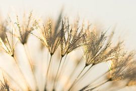 Tropfen von Rik Verslype