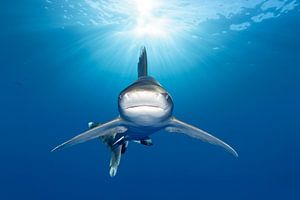 Le requin océanique à pointe blanche tout droit sorti du soleil